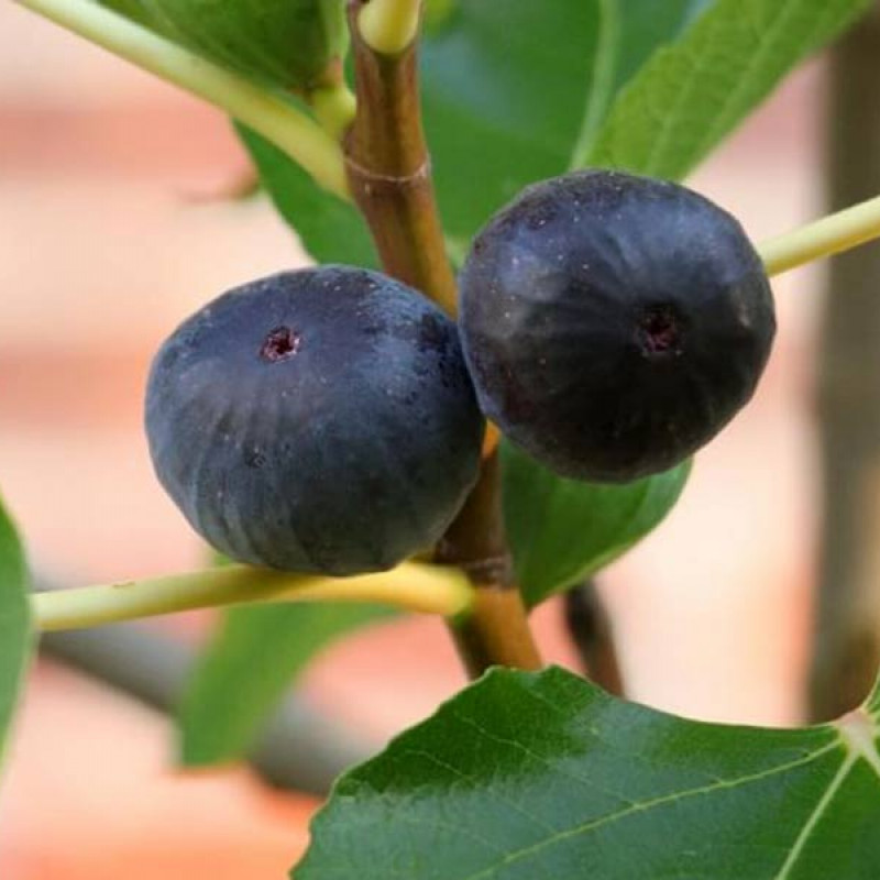 Figovník (Ficus carica) MORENA