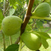 Bio Figovník (Ficus carica) DESERT KING