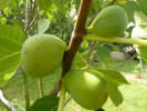 Bio Figovník (Ficus carica) DESERT KING