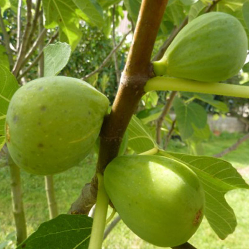 Bio Figovník (Ficus carica) DESERT KING