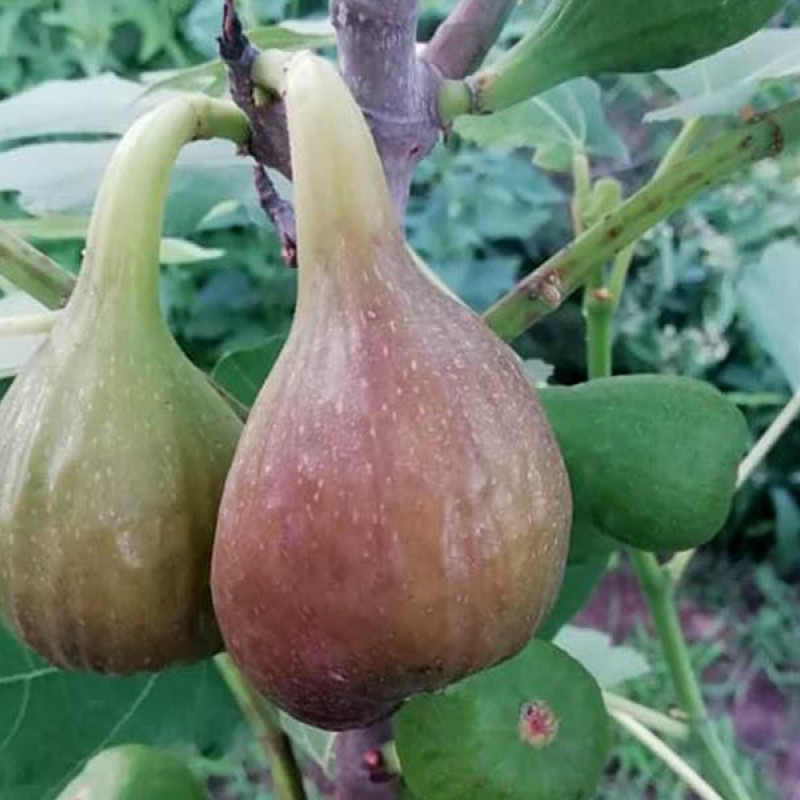 Figovník (Ficus carica) FRANCESCA 