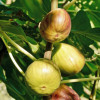 Bio Figovník (Ficus carica) PERETTA