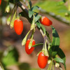 Goji (Lycium barbarum) BIG LIFEBERRY