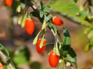 Goji (Lycium barbarum) BIG LIFEBERRY - Tutifruti SK