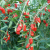 Goji (Lycium barbarum) SWEET LIFEBERRY