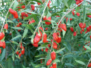 Goji (Lycium barbarum) SWEET LIFEBERRY - Tutifruti SK