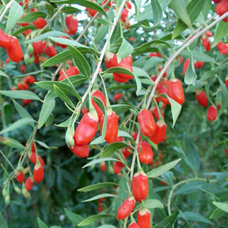 Goji (Lycium barbarum) SWEET LIFEBERRY