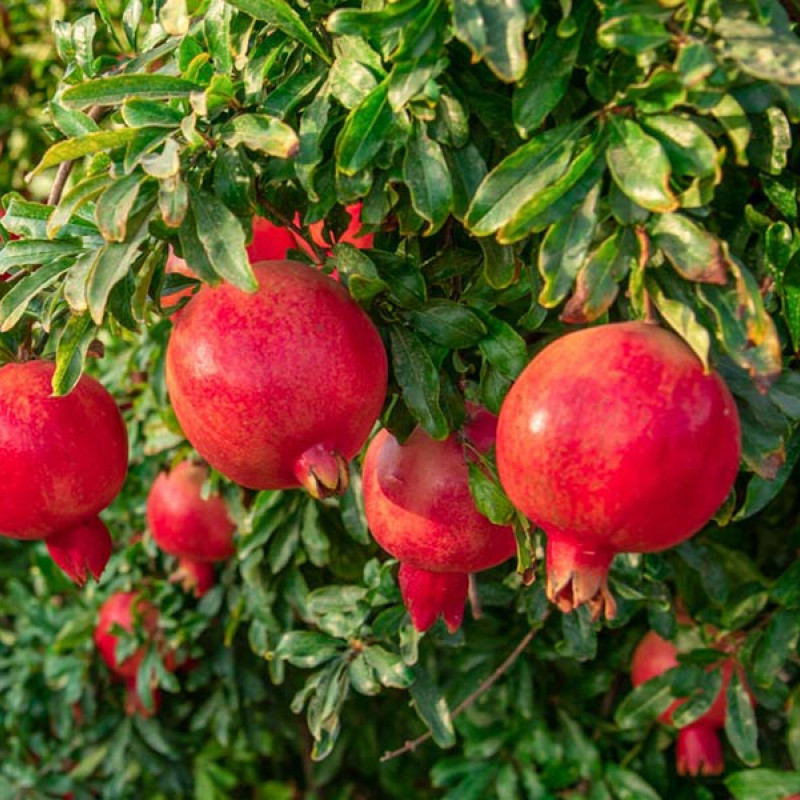 BIO Granátové jablko (Punica granatum) ACCO