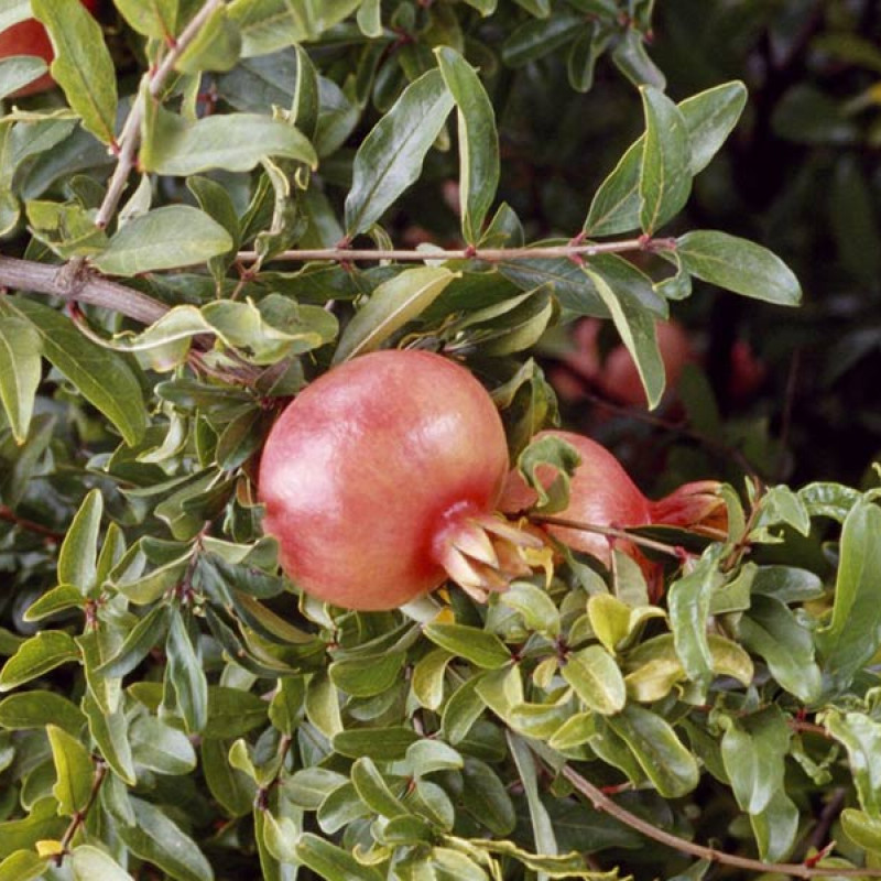 BIO Granátové jablko (Punica granatum) MOLLAR