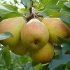 Hruška stĺpová (Pyrus communis) SAPHIRA