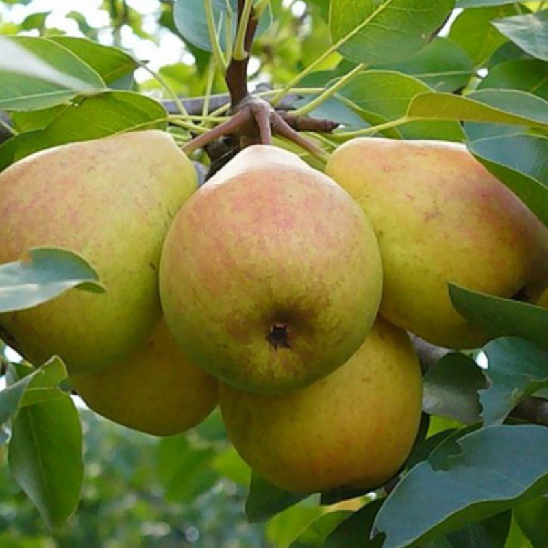 Hruška stĺpová (Pyrus communis) SAPHIRA