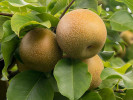 Nashi - Japonská hruška (Pyrus pyrifolia) CHOJURO - Tutifruti SK