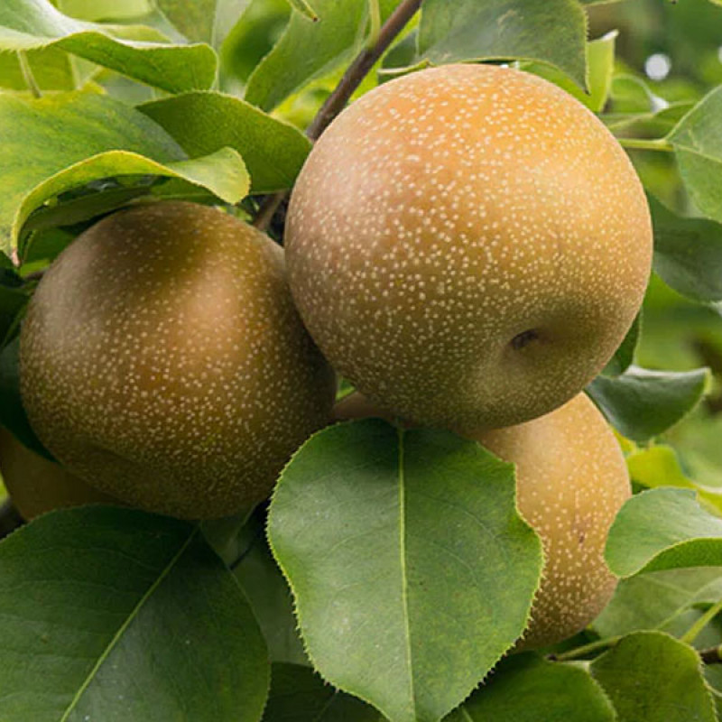 Nashi - Japonská hruška (Pyrus pyrifolia) CHOJURO