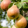 Hruška stĺpová (Pyrus communis) DECORA