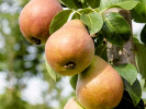 Hruška stĺpová (Pyrus communis) DECORA