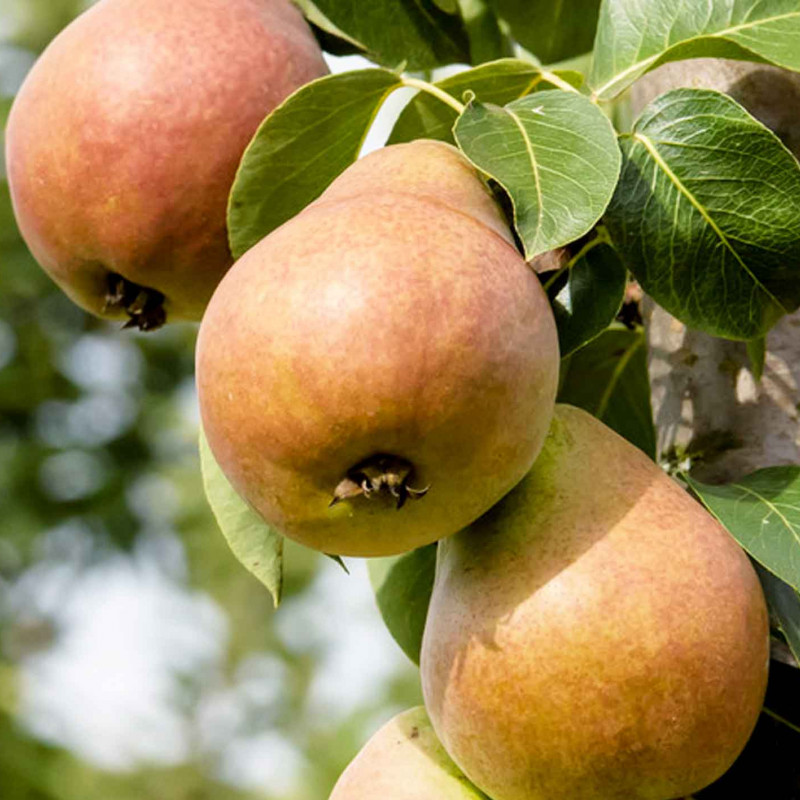 Hruška stĺpová (Pyrus communis) DECORA