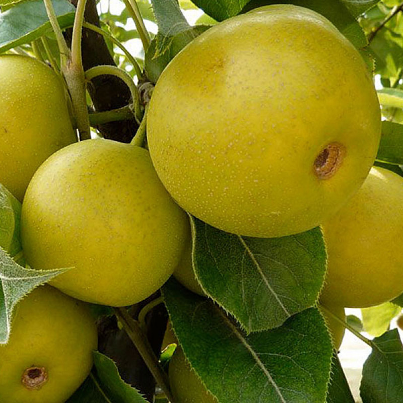 Nashi - Japonská hruška (Pyrus pyrifolia) HAYATAMA