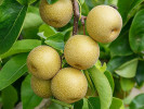 Apple Pear (Pyrus pyrifolia) HOSUI - Tutifruti SK