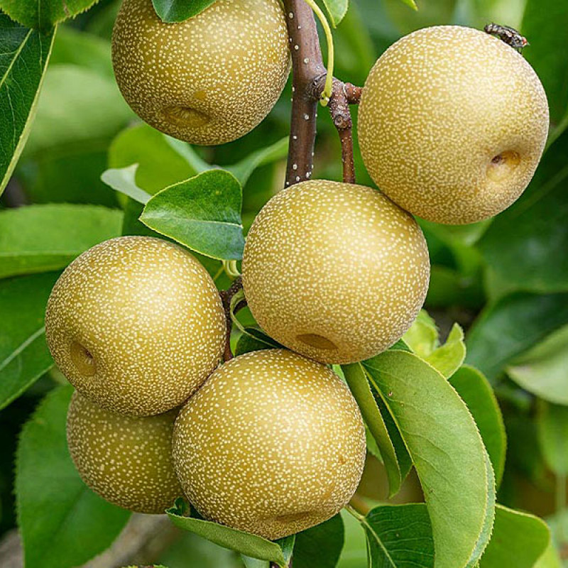 Nashi - Japonská hruška (Pyrus pyrifolia) HOSUI