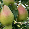 Hruška (Pyrus communis) "JOJKO"- stĺpová