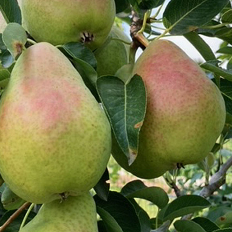 Hruška (Pyrus communis) "JOJKO"- stĺpová