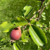 Hruška (Pyrus communis) "JOJKO"- stĺpová