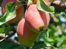 Hruška (Pyrus communis) KIRGIZSKAJA ZIMNAJA - Tutifruti SK