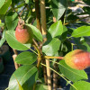 Hruška (Pyrus communis) KIRGIZSKAJA ZIMNAJA