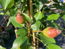 Hruška (Pyrus communis) KIRGIZSKAJA ZIMNAJA - Tutifruti SK