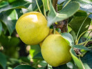 Nashi - Japonská hruška (Pyrus pyrifolia) NIJISSEIKI