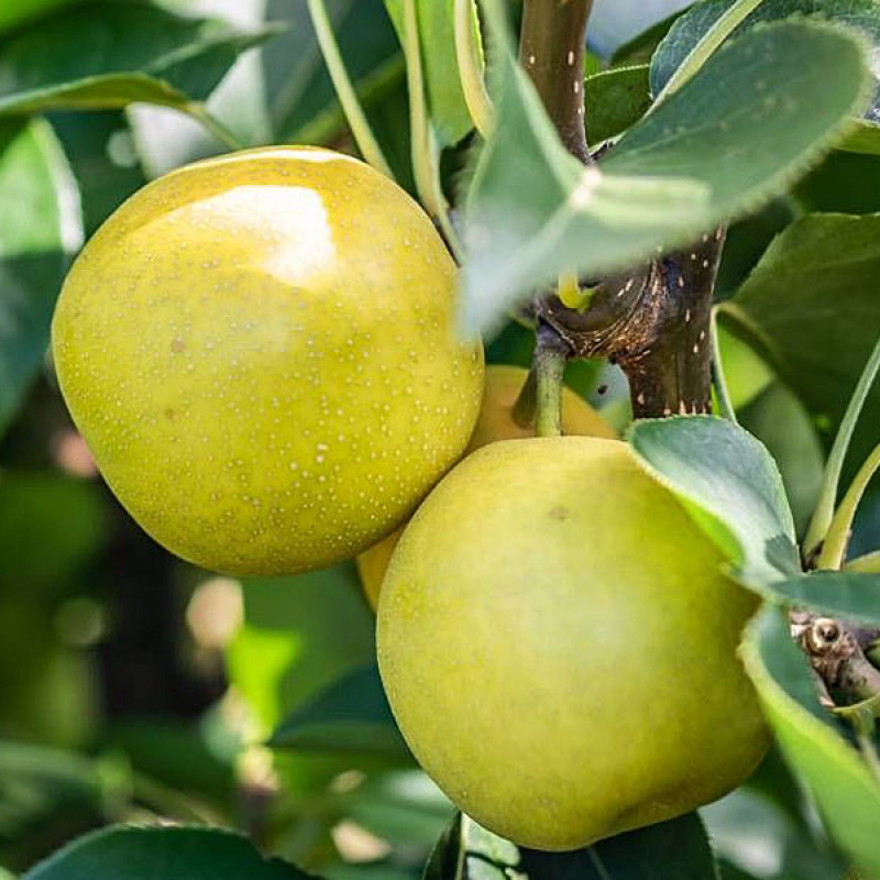 Nashi - Japonská hruška (Pyrus pyrifolia) NIJISSEIKI