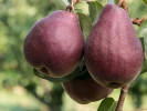 Hruška (pyrus communis) RED BARTLETT - Tutifruti SK