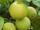 Apple Pear (Pyrus pyrifolia) SHINSEIKI - Tutifruti SK