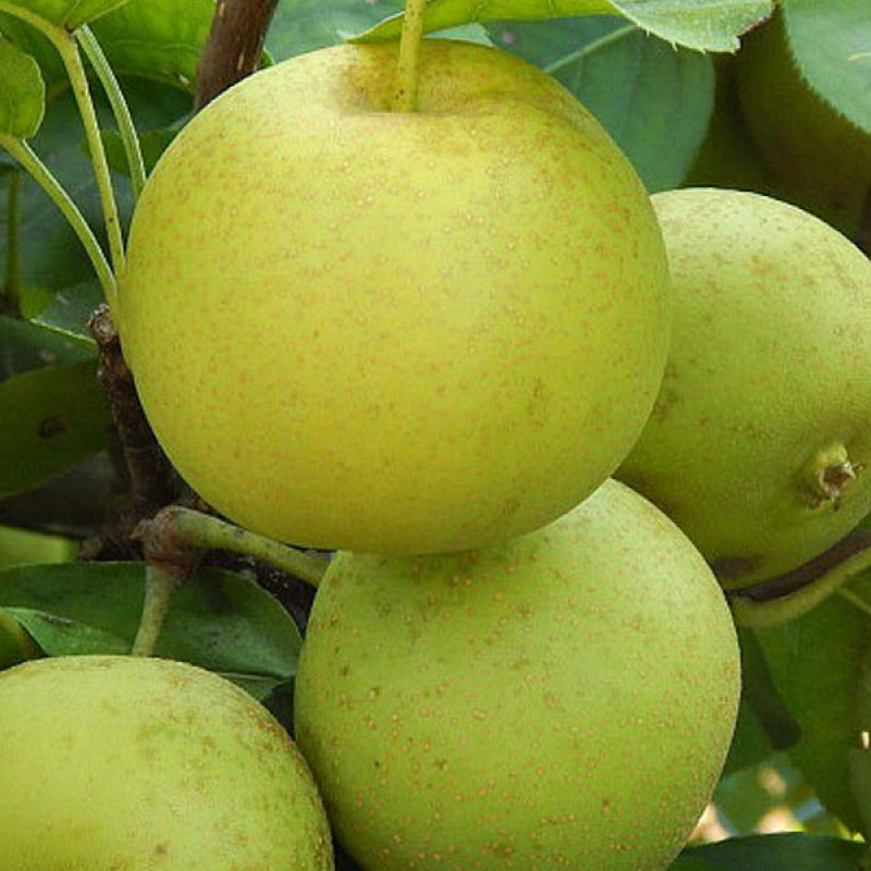 Nashi - Japonská hruška (Pyrus pyrifolia) SHINSEIKI