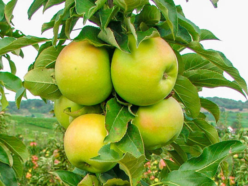 Jabloň (Malus domestica) BOLERO (stĺpová) 