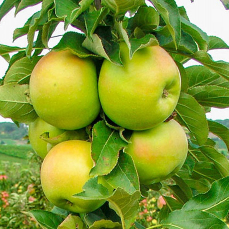 Jabloň (Malus domestica) BOLERO (stĺpová) 