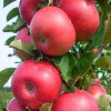 Jabloň (Malus domestica) FLAMENCO (stĺpová) 