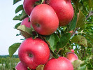 Jabloň (Malus ballerina) FLAMENCO (stĺpová) 