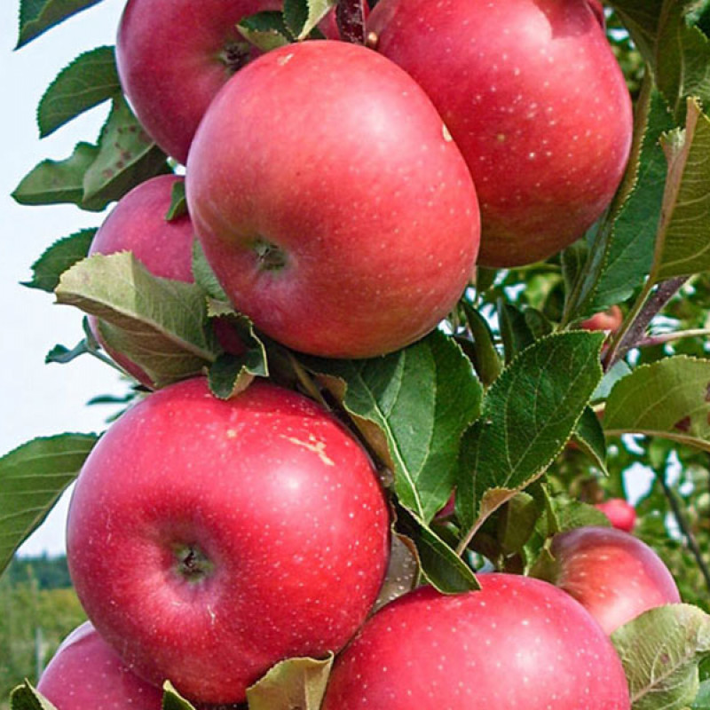 Jabloň (Malus domestica) FLAMENCO (stĺpová) 