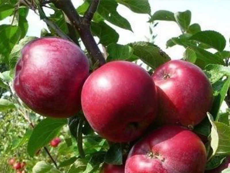 Jabloň (Malus domestica) MAYPOLE (stĺpová) 