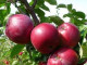 Jabloň (Malus domestica) MAYPOLE (stĺpová) 