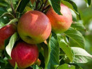 Jabloň (Malus domestica) GARDEN FOUNTAIN (stĺpová) - Tutifruti SK