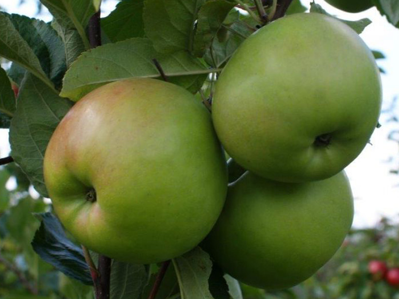 Apple (Malus domestica) CHOPIN - Tutifruti SK