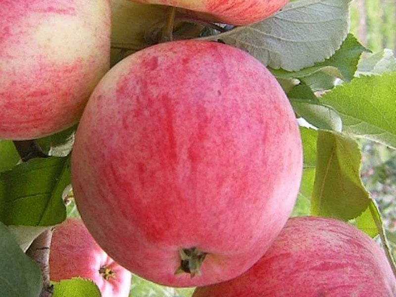 Apple (Malus domestica) DELIKATES - Tutifruti SK