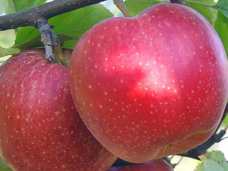 Jabloň (Malus domestica) RED TOPAZ - Tutifruti SK