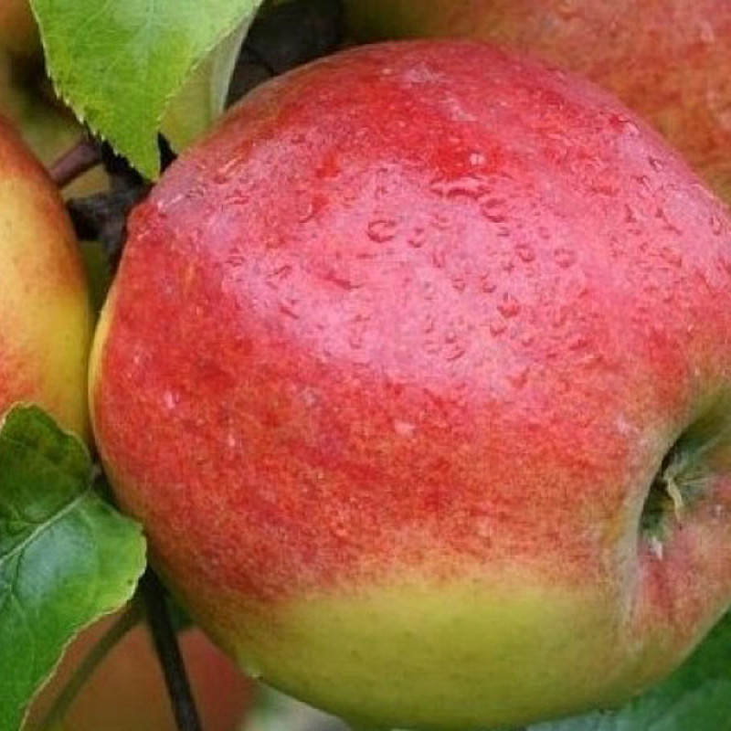 Jabloň (Malus ballerina) POLKA (stĺpová) 