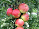 BIO Columnar apple tree AROMA SPUR GELB-ROT - Tutifruti SK