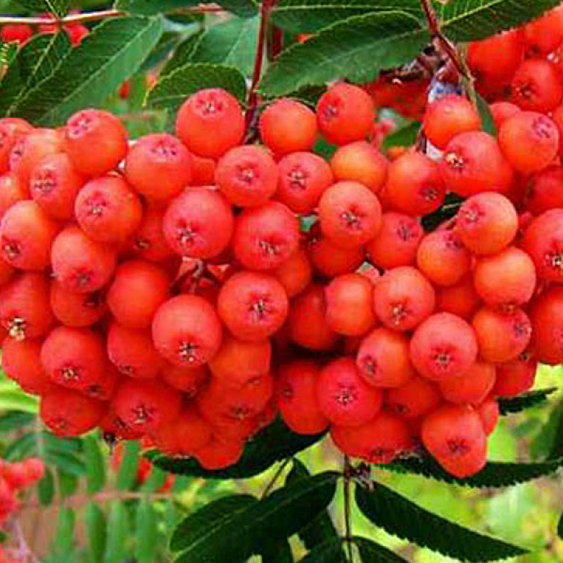 Jarabina (Sorbus aucuparia) BUSINKA