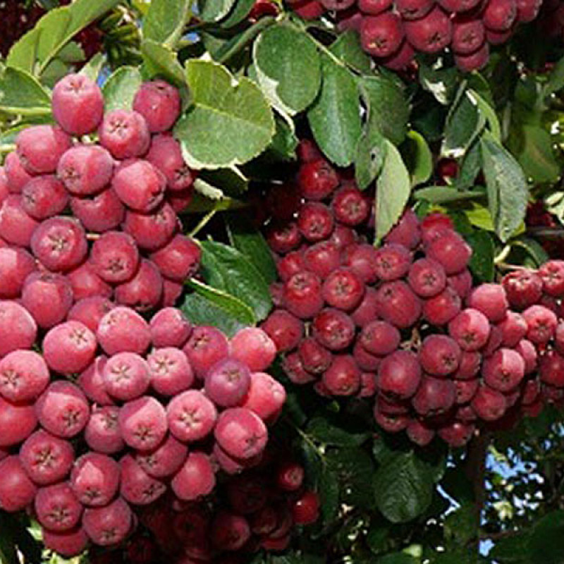 Jarabinohloh (Crataegosorbus miczurinii) GRANATNAJA