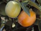 BIO Persimmon (Diospyros kaki) ROJO BRILLANTE - Tutifruti SK